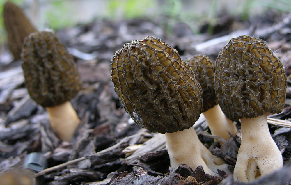 Morchella conica var.costata.